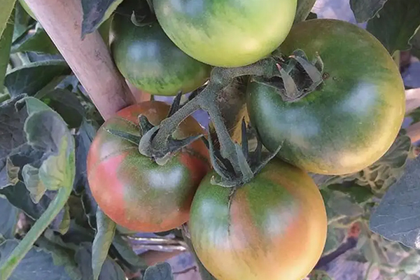 無土栽培，無土栽培技術，無土栽培設備