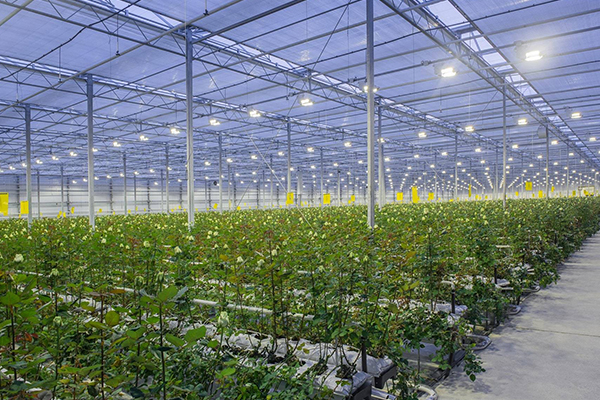 無土栽培，無土栽培技術，無土栽培設備