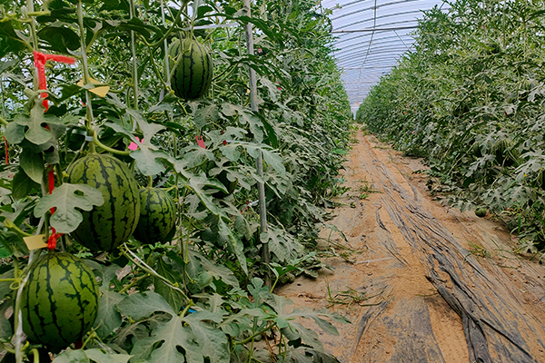 無土栽培，無土栽培技術(shù)，無土栽培設(shè)備