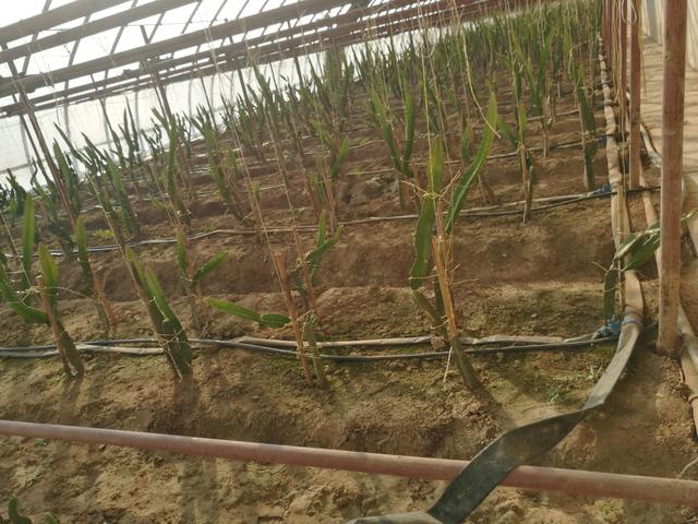 無土栽培，無土栽培技術，無土栽培設備