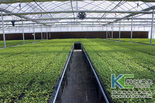 無(wú)土栽培,無(wú)土栽培技術(shù),育苗