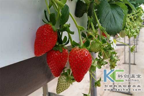 無土栽培，無土栽培技術，無土栽培設備