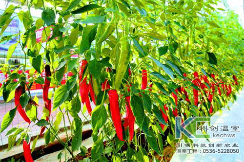 無土栽培，無土栽培技術(shù)，無土栽培設(shè)備