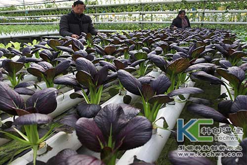 無土栽培，無土栽培技術，無土栽培設備