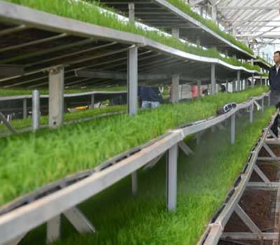 無土栽培，無土栽培技術(shù)，無土栽培設(shè)備