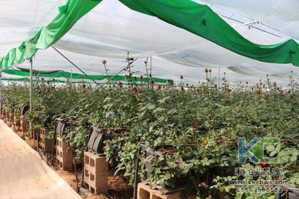 無(wú)土栽培，無(wú)土栽培技術(shù)，無(wú)土栽培設(shè)備