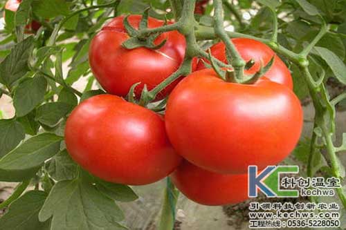 無土栽培，無土栽培技術，無土栽培設備