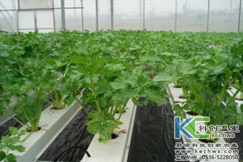 無(wú)土栽培，無(wú)土栽培技術(shù)，無(wú)土栽培設(shè)備