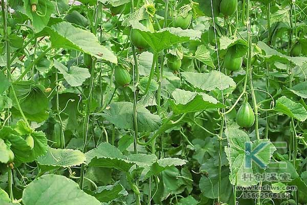 無土栽培，無土栽培技術，無土栽培設備