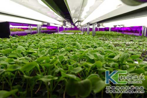 無(wú)土栽培，無(wú)土栽培技術(shù)，無(wú)土栽培設(shè)備