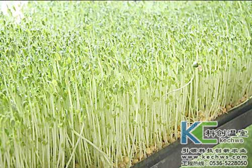 無土栽培，無土栽培技術(shù)，無土栽培設(shè)備