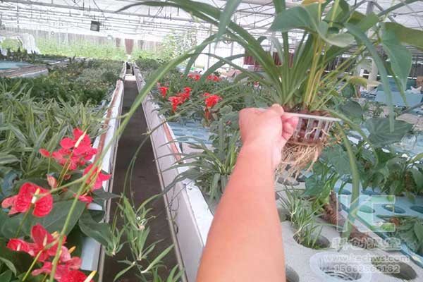 無土栽培，無土栽培技術(shù)，無土栽培設(shè)備