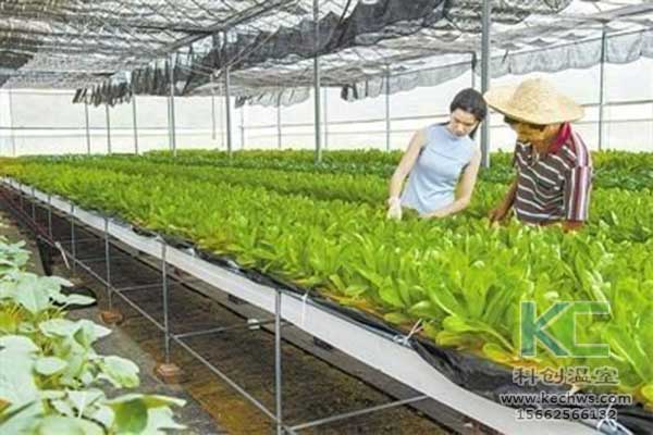 無(wú)土栽培，無(wú)土栽培技術(shù)，無(wú)土栽培設(shè)備