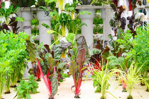 無土栽培，無土栽培技術，無土栽培設備