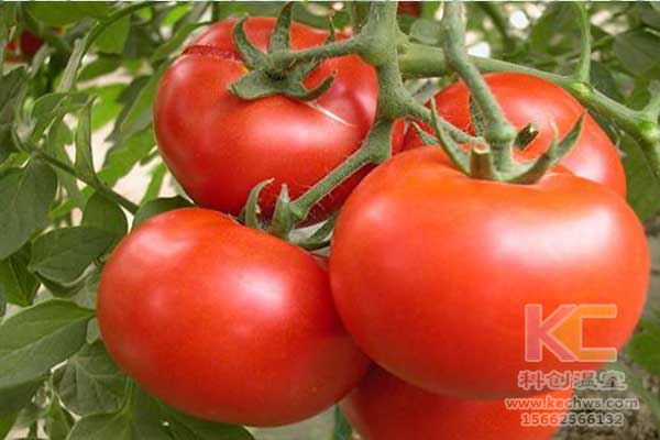 無土栽培，無土栽培技術，無土栽培設備