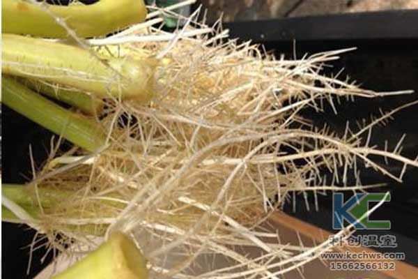 無土栽培，無土栽培技術