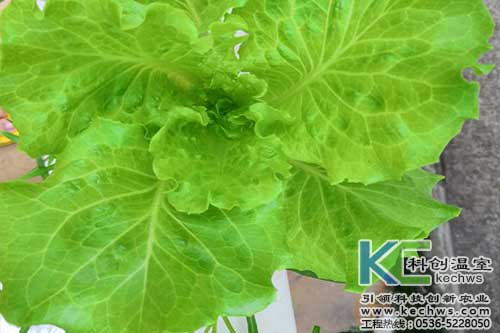 無土栽培，無土栽培技術，無土栽培設備