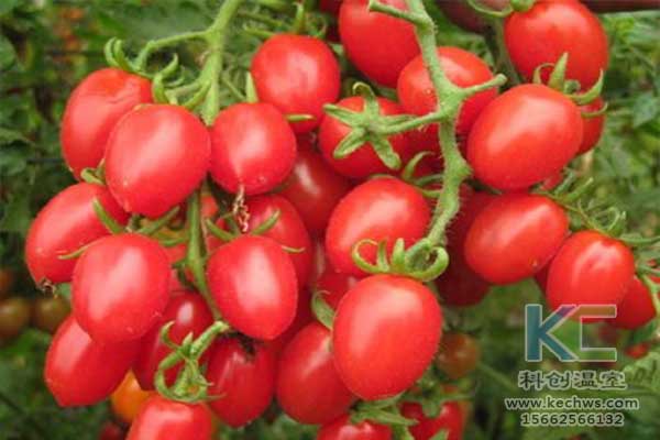 無土栽培，無土栽培技術(shù)，無土栽培設(shè)備