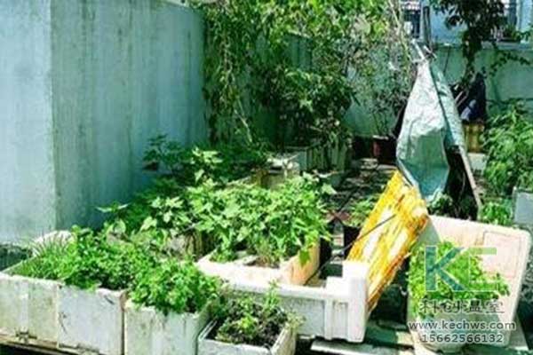 無土栽培，無土栽培技術，無土栽培設備