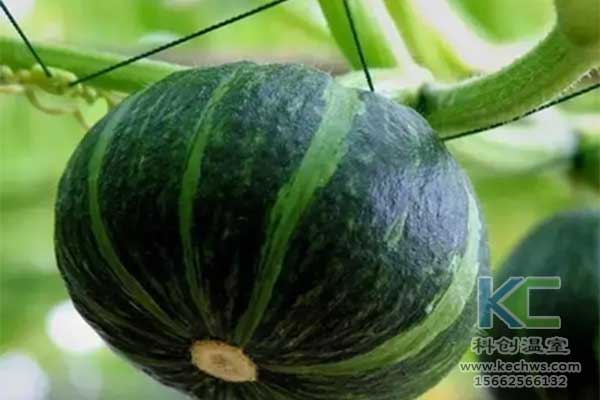 無土栽培，無土栽培技術(shù)，無土栽培設備