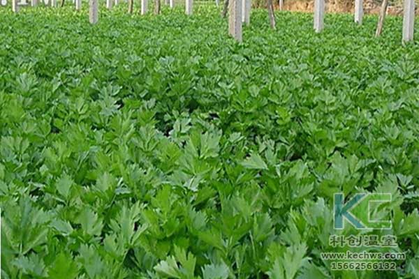 無(wú)土栽培，無(wú)土栽培技術(shù)，無(wú)土栽培設(shè)備