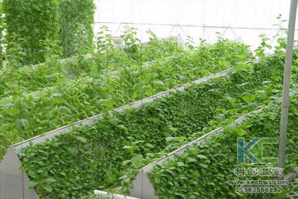 無土栽培，無土栽培技術，無土栽培設備