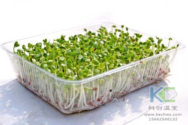 無土栽培，無土栽培技術，無土栽培設備