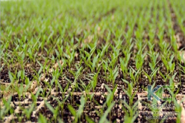 無土栽培，無土栽培技術(shù)