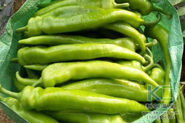 無土栽培，無土栽培技術，無土栽培設備