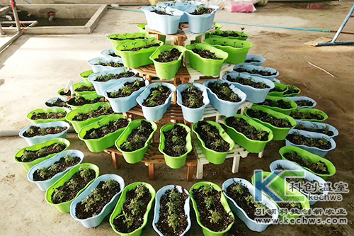 無(wú)土栽培,基質(zhì)栽培,水培