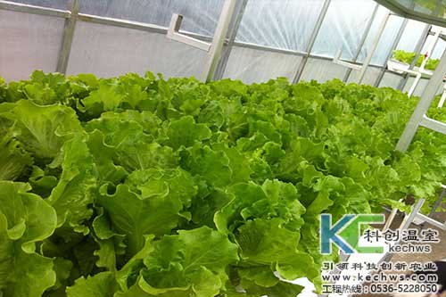 無(wú)土栽培，無(wú)土栽培技術(shù)，無(wú)土栽培設(shè)備