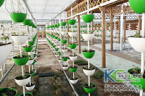 無(wú)土栽培,基質(zhì)栽培,水培