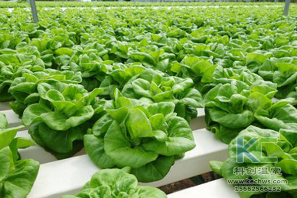 無土栽培，無土栽培技術，無土栽培設備