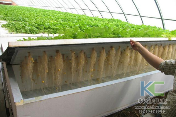 無土栽培，無土栽培技術，無土栽培設備，溫室大棚
