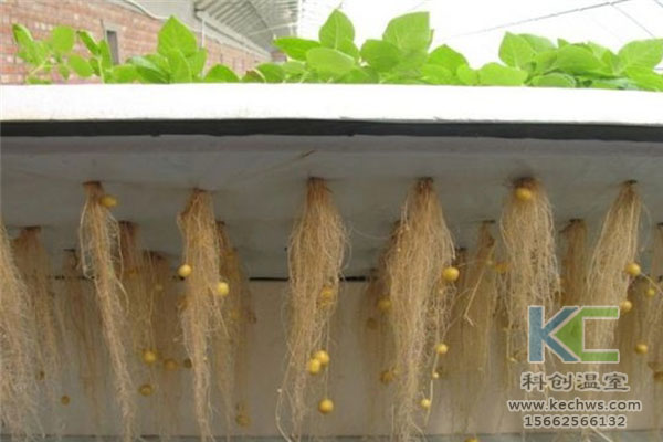 智能溫室無土栽培，無土栽培技術(shù)，溫室大棚，無土栽培