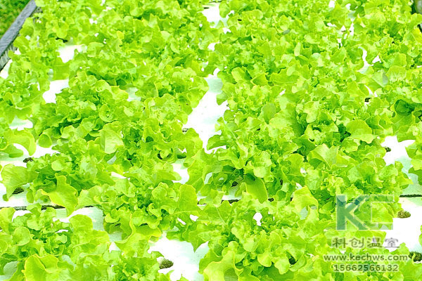 無土栽培，無土栽培技術，無土栽培設備，溫室大棚