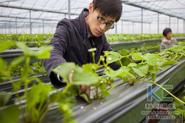 無土栽培技術，無土栽培設備，無土栽培，溫室大棚