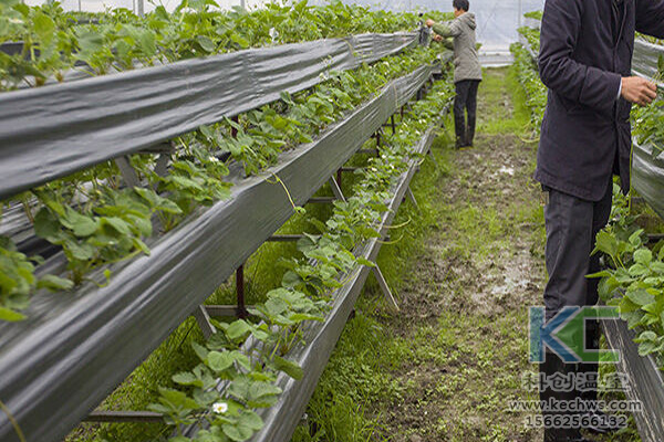 無土栽培，無土栽培技術，無土栽培設備