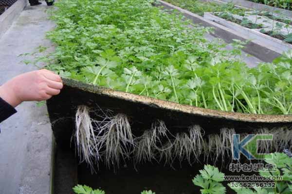 無土栽培技術，無土栽培設備，無土栽培，溫室大棚