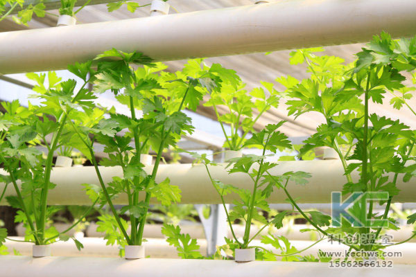 無土栽培技術，魚菜共生系統(tǒng)，無土栽培，溫室大棚