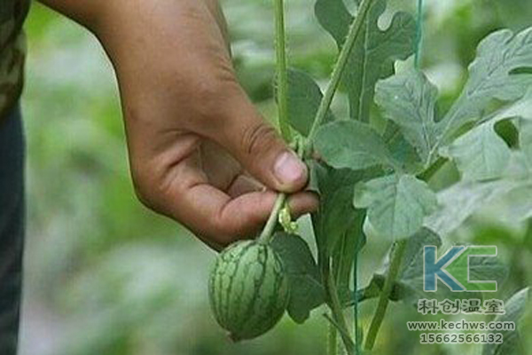 基質(zhì)栽培，無(wú)土栽培技術(shù)，無(wú)土栽培設(shè)備，溫室大棚