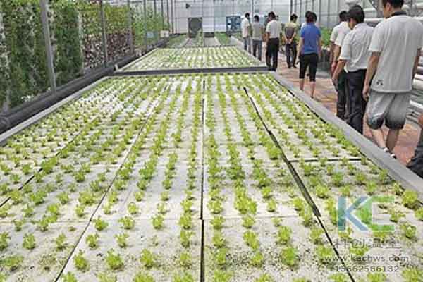 無(wú)土栽培技術(shù)，溫室大棚造價(jià)，無(wú)土栽培，溫室大棚