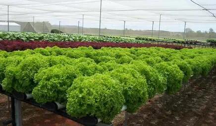 無土栽培，無土栽培技術，無土栽培設備