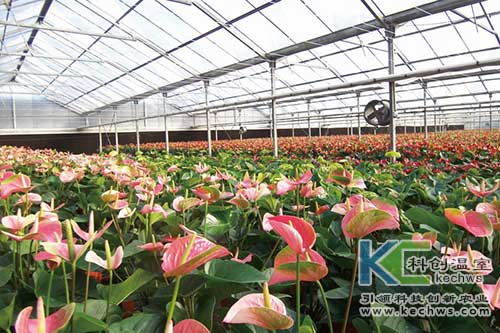 無土栽培，無土栽培技術，無土栽培設備