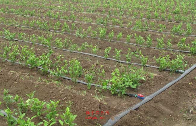 無土栽培，無土栽培技術，無土栽培設備