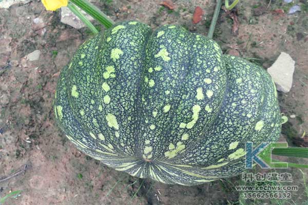 無(wú)土栽培，無(wú)土栽培技術(shù)，無(wú)土栽培設(shè)備