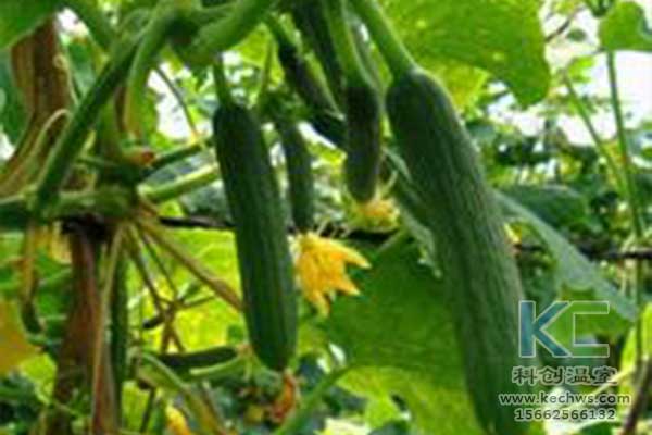 無土栽培，無土栽培技術，無土栽培設備