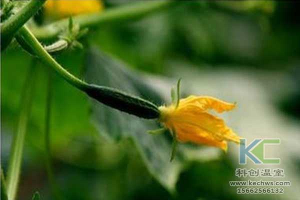 無土栽培，無土栽培技術(shù)，無土栽培設(shè)備