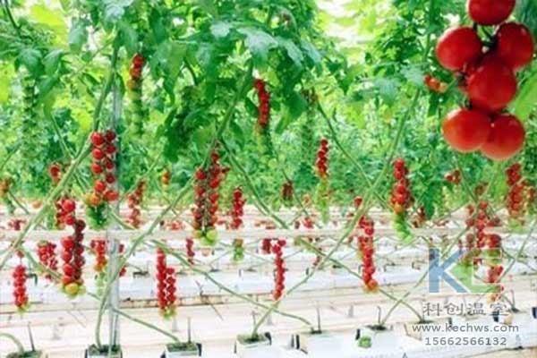 無土栽培，無土栽培技術(shù)，無土栽培設(shè)備