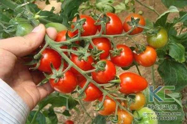 無土栽培，無土栽培技術(shù)，無土栽培設(shè)備